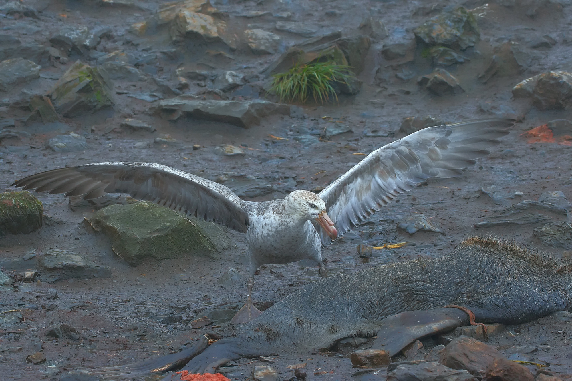 Riesensturmvogel